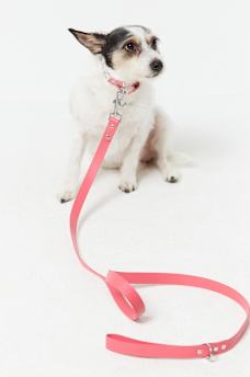CRYSTAL COLLAR & LEASH SET, image 2